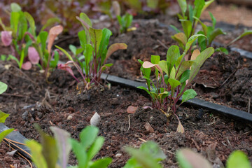 Horta