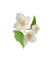 Branch of blossoming jasmine