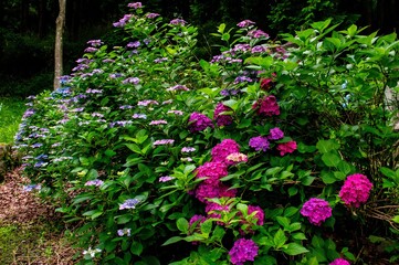 宝山のアジサイ