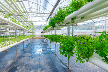 Soilless crops grown in pipes in modern greenhouses.