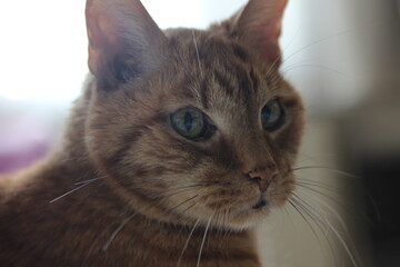 My Cat Spikey while playing relaxing and have fun