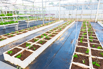 An agricultural nursery plant grown in a modern greenhouse.