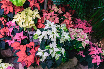 Different varieties of Christmas star, poinsettia flowers of different colors closeup. Selective focus. Festive Christmas winter holiday background