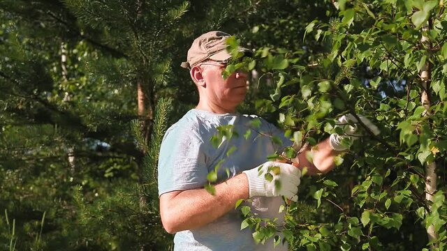 A man in the forest cuts secant birch branches for brooms for a bath and a sauna.
