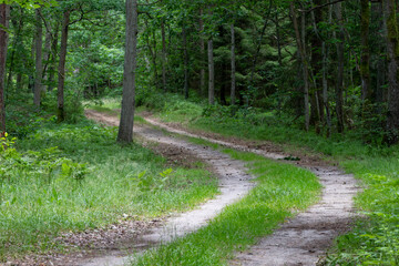 Dirt road leading through the forest. Coniferous forest in Central Europe.