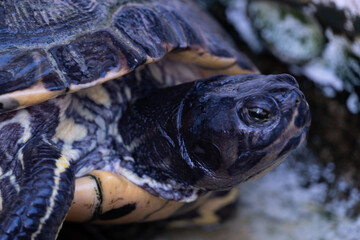 Obraz premium Retrato de una tortuga común