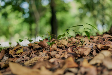 Young plant growing in forest, environmental conservation, reduce global warming, Forest conservation