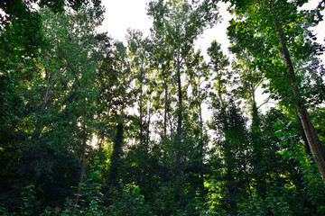 Fototapeta na wymiar Trees and vegetation in a forest