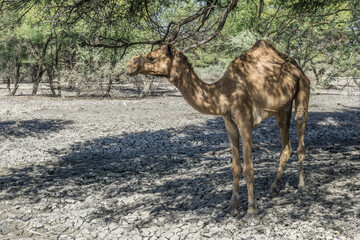 Camel alone in oasis / desert, Chad
