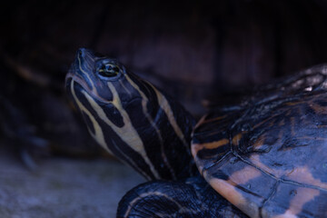 Retrato de una tortuga común