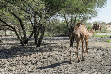 Camel alone in oasis / desert, Chad