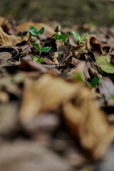 Young plant growing in forest, environmental conservation, reduce global warming, Forest conservation