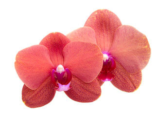 Fototapeta na wymiar Beautiful phalaenopsis or exotic orchid flower isolated on the white