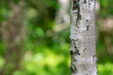 Birch tree bark. Deciduous tree trunk in Central Europe.