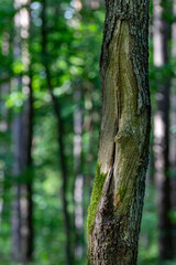 Destroyed oak tree bark. Old oak trunk damage.
