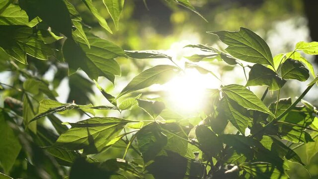 Beautiful soft gold sparkling sunlight bursting through green spring branches of old trees growing outside.
