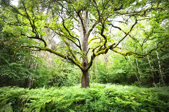 An ancient sorcerer oak tree close-up. Moss, fern, emerald green leaves. Sunlight through the branches. Epic forest scene. Concept art, fantasy, mythology, fairy tale, environmental conservation theme
