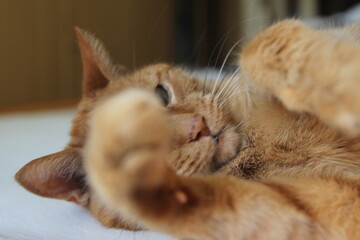 My Cat Spikey while playing relaxing and have fun