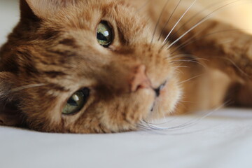 My Cat Spikey while playing relaxing and have fun