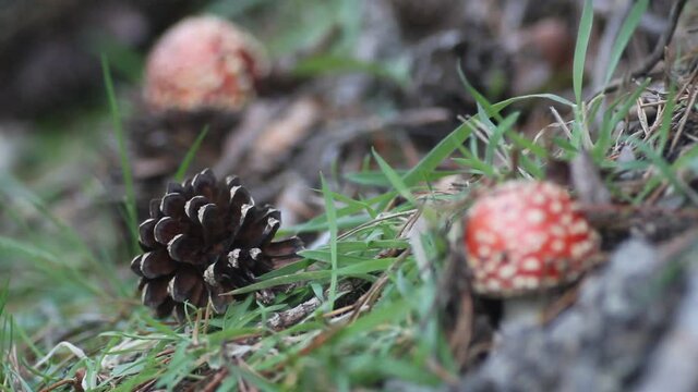 Hojas y setas en oto&ntilde;o