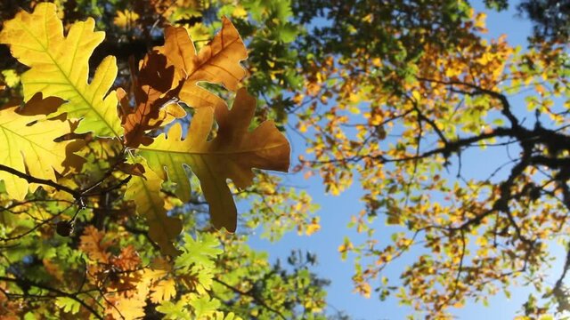 Hojas y setas en oto&ntilde;o