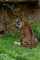 The portrait rare Sumatran Tiger. Inhabits the Indonesian island of Sumatra. Tiger  eating piece of meat in zoo .