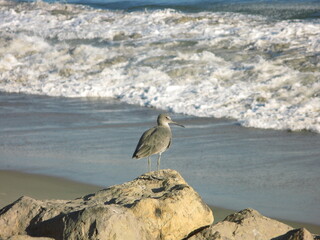 Willet (Tringa semipalmata) - shorebird with grey legs sitting on a rock, Malibu beach, California, USA