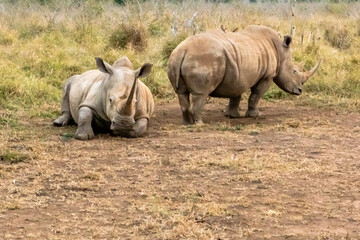 Fototapeta premium White rhinoceros or square-lipped rhinoceros is the largest extant species of rhinoceros.