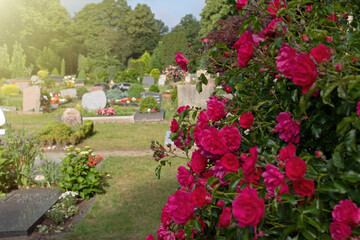 Pink blühende Rosen auf dem Friedhof