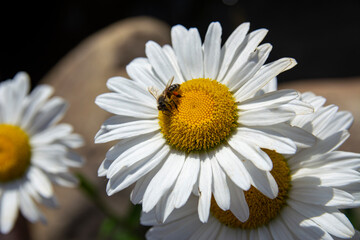 Fototapeta premium Macro photo of a daisy flower and a bee sitting on a flower