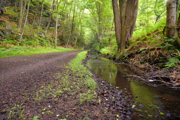 Pathway through the forest