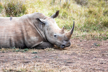 Obraz premium White rhinoceros or square-lipped rhinoceros is the largest extant species of rhinoceros.