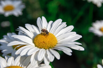 Fototapeta premium Macro photo of a daisy flower and a bee sitting on a flower