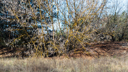 Forest plants landscape