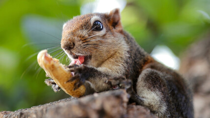 Naklejka na ściany i meble portrait of a cute squirrel eating a peanut on a tree in a garden in Bangkok, Thailand