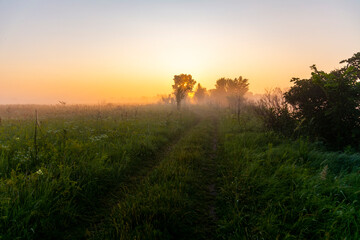 Meadow road, fog and lush vegetation at dawn.