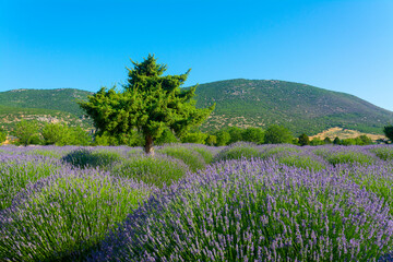 Lavender field and the only tree in the middle