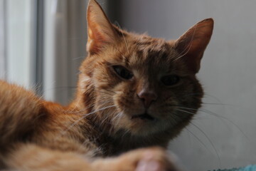 My Cat Spikey while playing relaxing and have fun