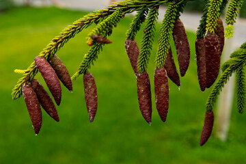 A branch of spruce with green needles and cones close-up