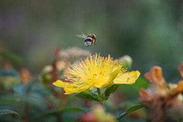 hovering bee on yellow st. john's wort flower
