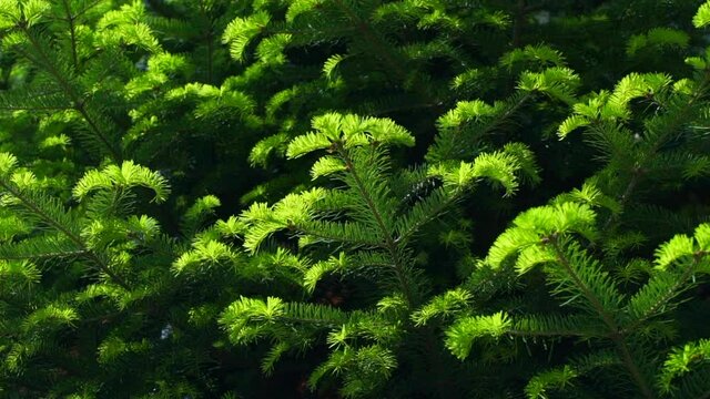 Green fresh pine tree in sunny day