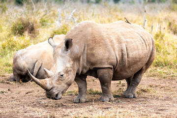 Fototapeta premium White rhinoceros or square-lipped rhinoceros is the largest extant species of rhinoceros.