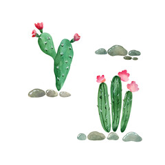 Сactuses with pink flowers grown on stones. Watercolor illustration isolated on white.