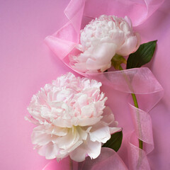 Two light pink peonies on a pink background and ribbon, greeting card.