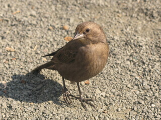 Brown-headed cowbird (Molothrus ater) - juvenile brown bird on the sand, San Francisco, USA
