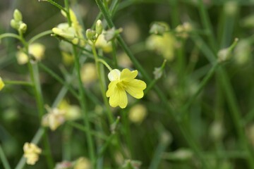 Flower of a crested warty cabbage, Bunias erucago.