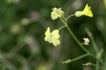 Flower of a crested warty cabbage, Bunias erucago.