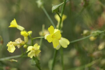 Flower of a crested warty cabbage, Bunias erucago.