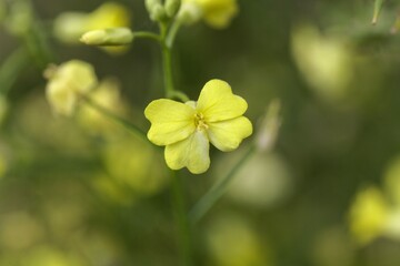 Flower of a crested warty cabbage, Bunias erucago.