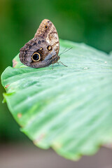 butterfly on leaf